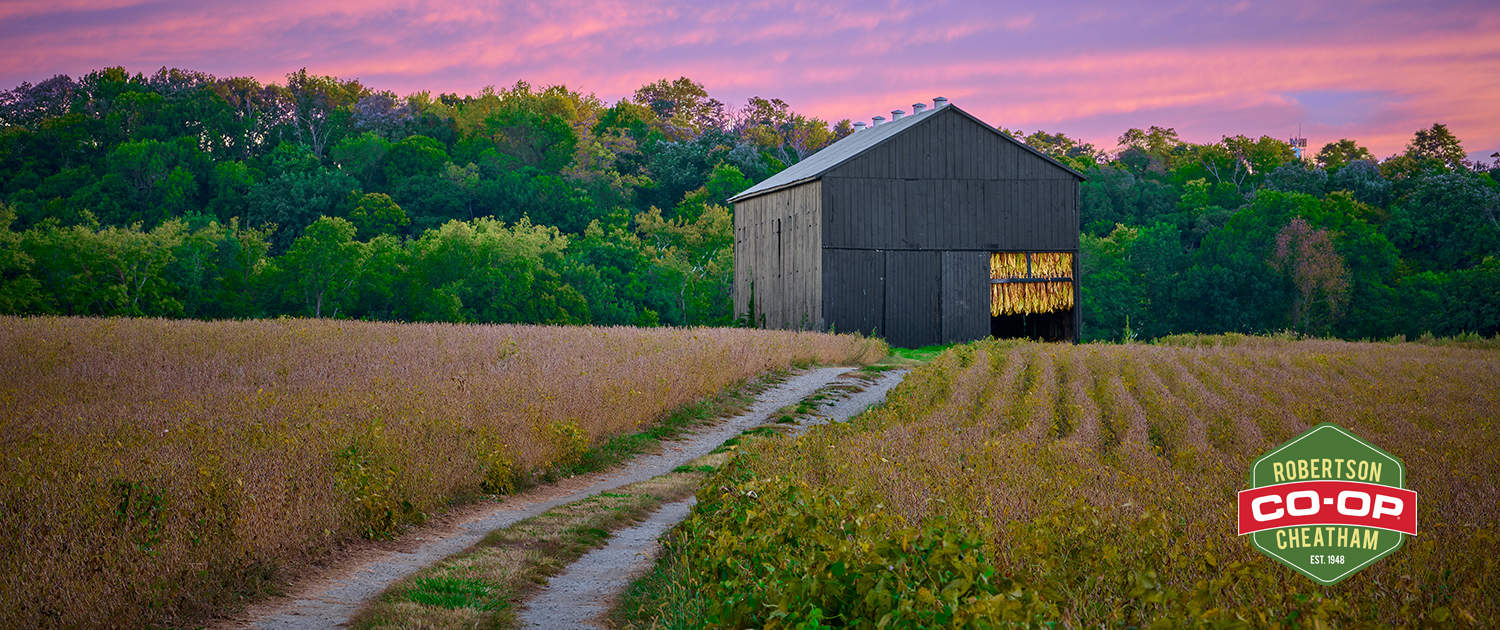 gravel tobacco Freshly cut tobacco hanging in a tobacco barn with gravel road. – Robertson  Cheatham Co-op